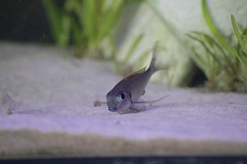 Xenotilapia nigrolabiata 'Chituta Bay'